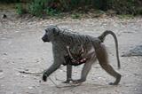 Ethiopia - Mago National Park - Baboons - 16